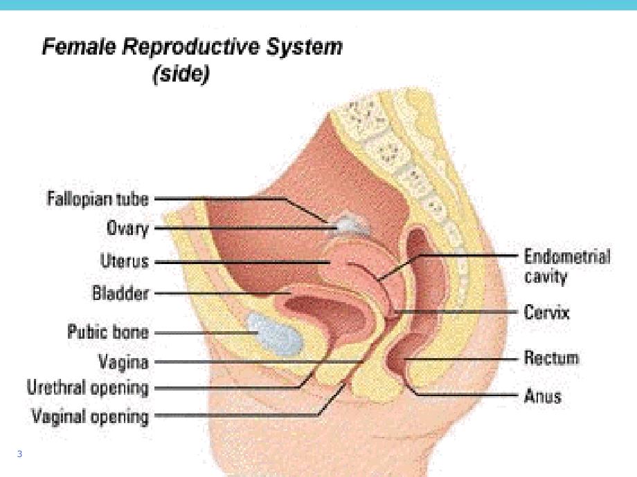 女性生殖系统肿瘤诊治课件_第3页