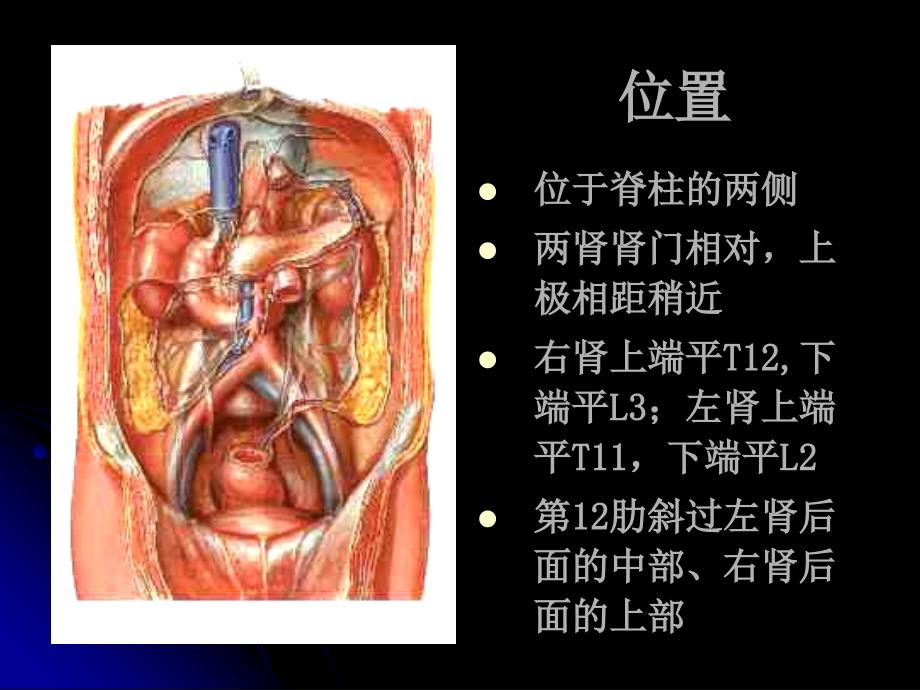 肾的局部解剖PPT课件_第2页