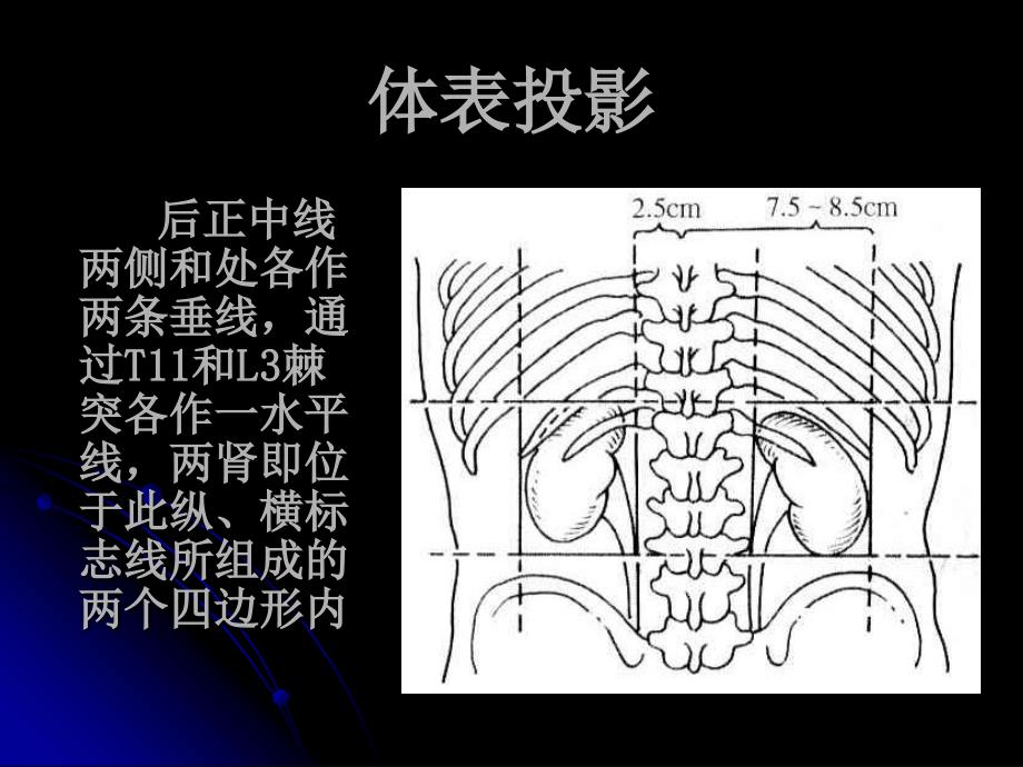 肾的局部解剖PPT课件_第3页