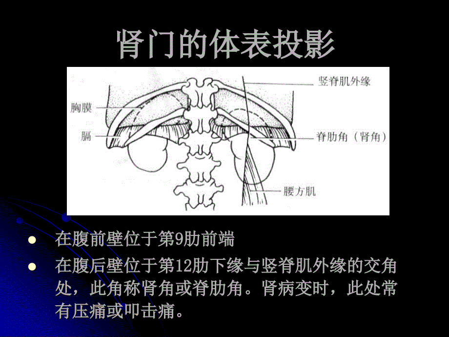 肾的局部解剖PPT课件_第4页