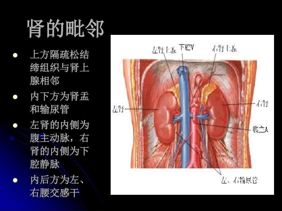 肾的局部解剖PPT课件_第5页