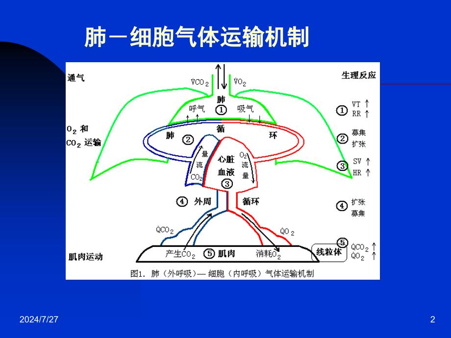 运动心肺功能测定简ppt课件_第2页