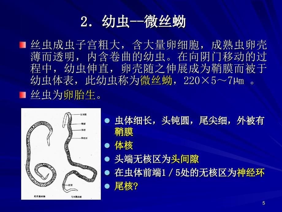 人体寄生虫学丝虫_第5页