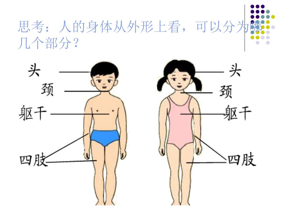 《人体的组成》课件(冀教版六年级下册科学课件)_第3页