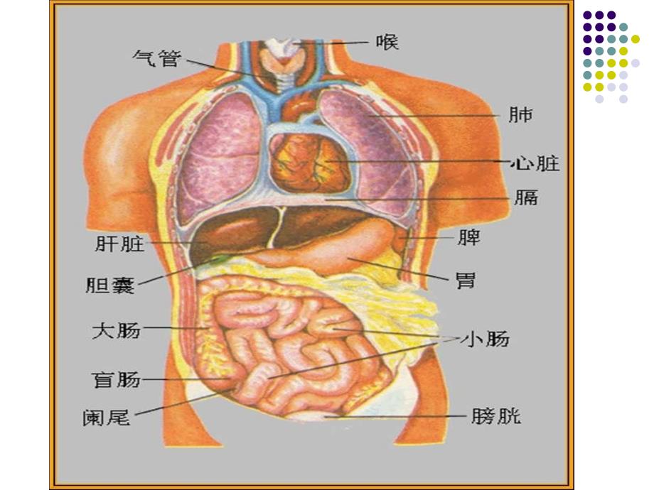 《人体的组成》课件(冀教版六年级下册科学课件)_第4页