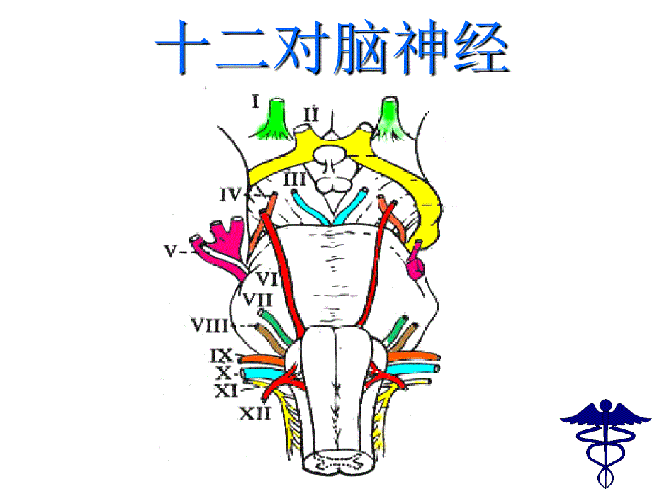 医学百事通移动医疗资料库——脑神经(转载)_第2页