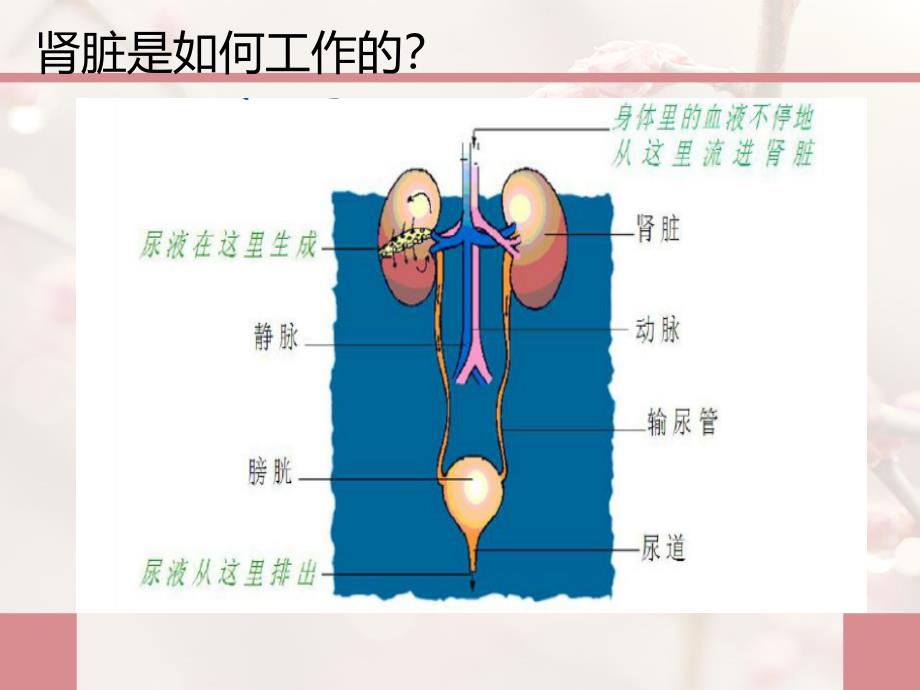 老年慢性肾脏病科普3月_第4页