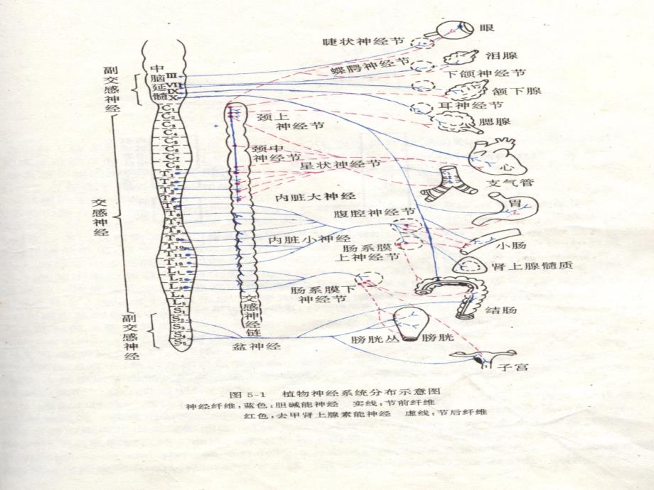 神经递质肾上腺素PPT课件_第3页