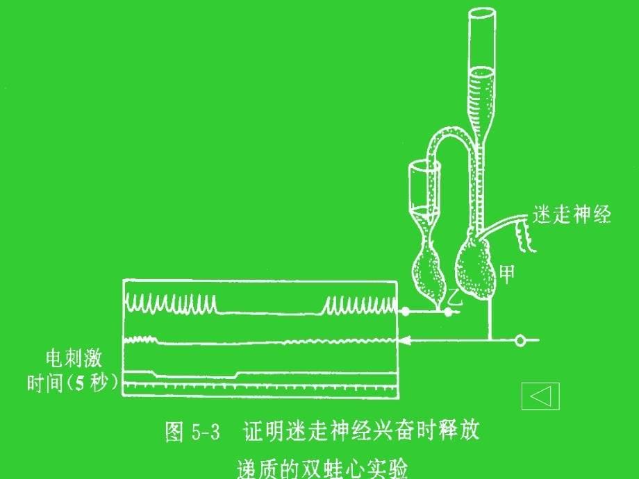 神经递质肾上腺素PPT课件_第5页