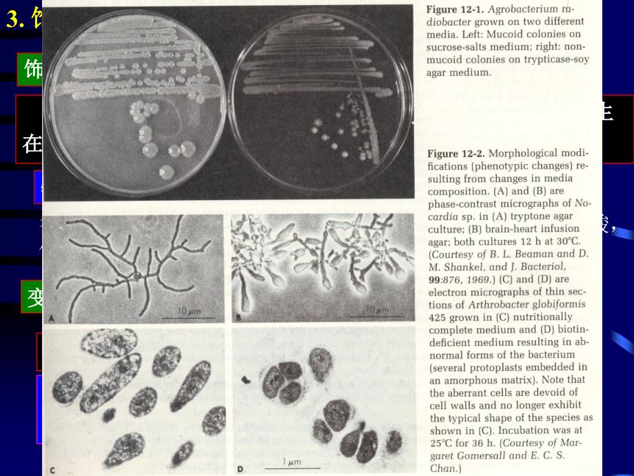 天津工业大学考研微生物课件19_第4页