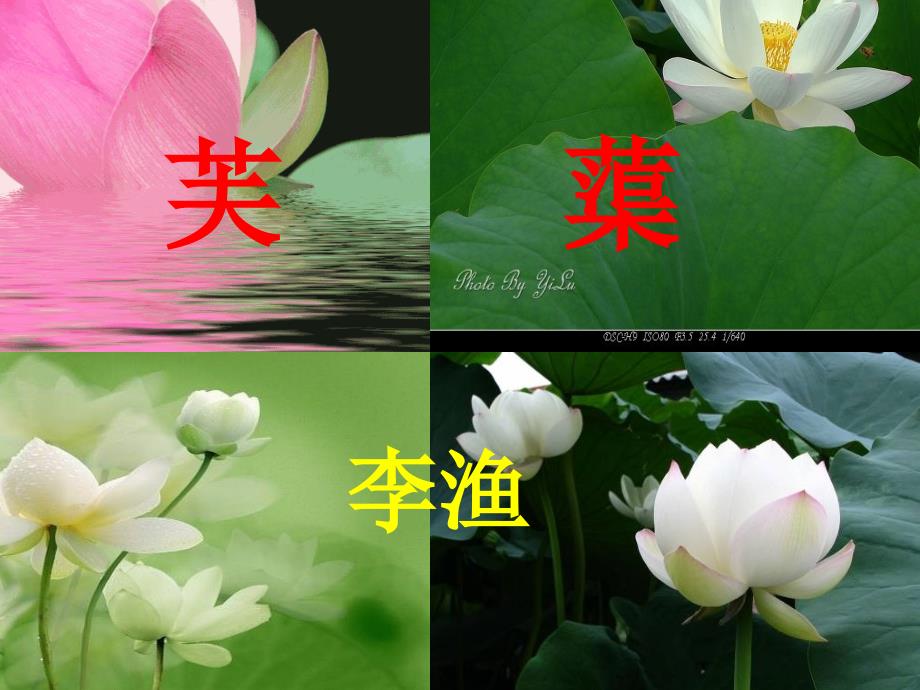 芙蕖自制课件4_第3页