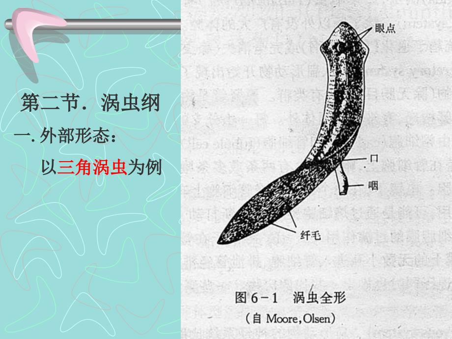 扁形动物门PPT课件_第4页