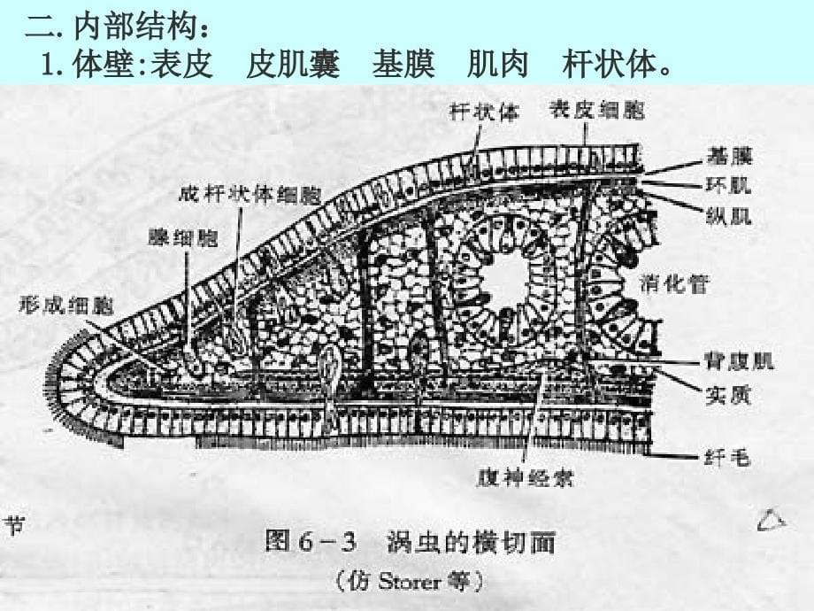 扁形动物门PPT课件_第5页