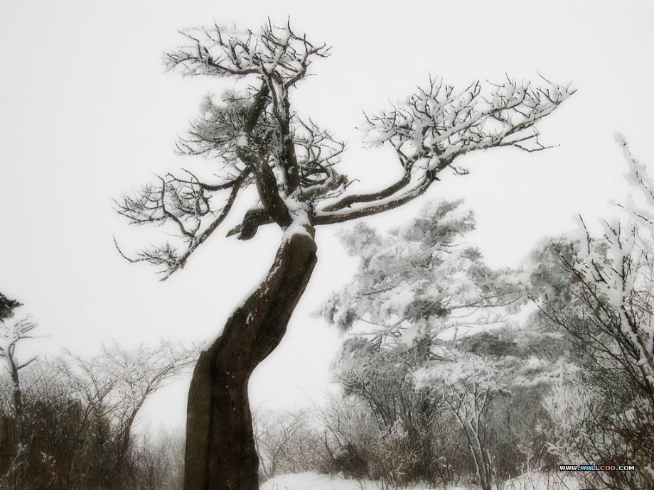 湖心亭看雪优秀课件_第3页