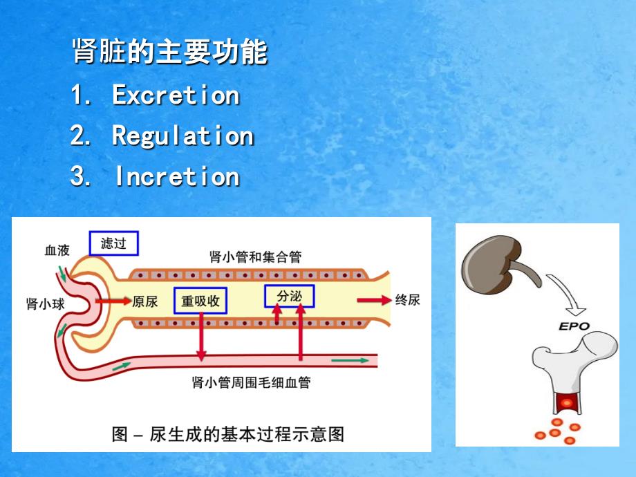 常用肾脏功能实验室检查ppt课件_第2页