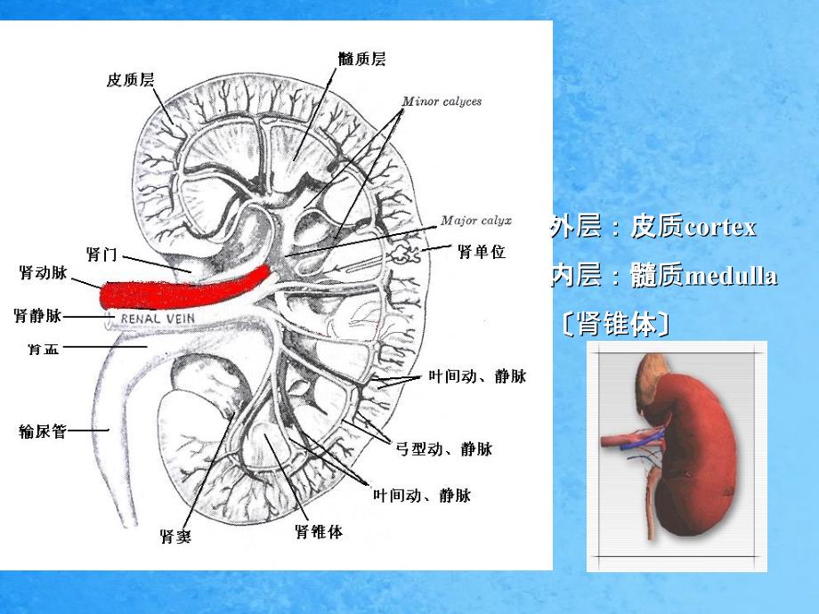 常用肾脏功能实验室检查ppt课件_第3页