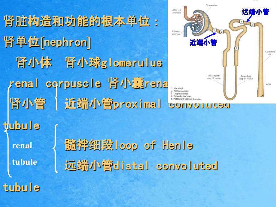 常用肾脏功能实验室检查ppt课件_第4页