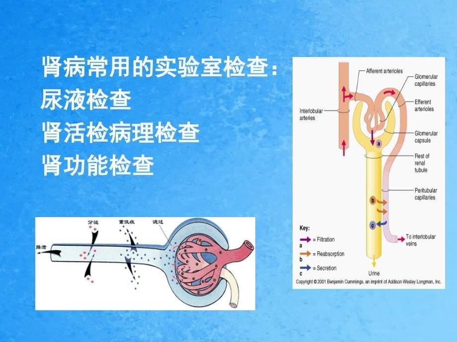 常用肾脏功能实验室检查ppt课件_第5页