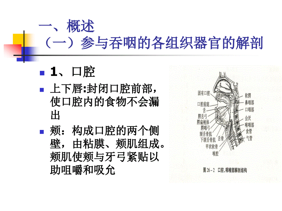 吞咽功能障碍的评定 PPT课件.ppt_第4页