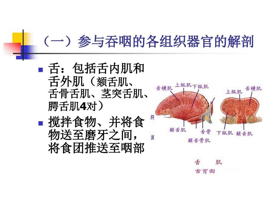 吞咽功能障碍的评定 PPT课件.ppt_第5页