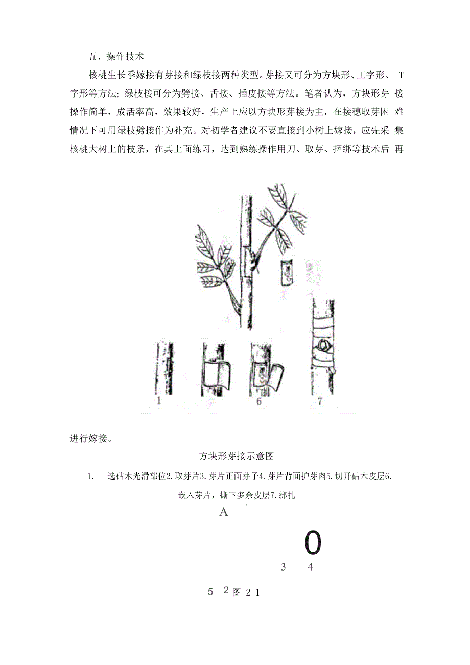 核桃种植技术_第3页