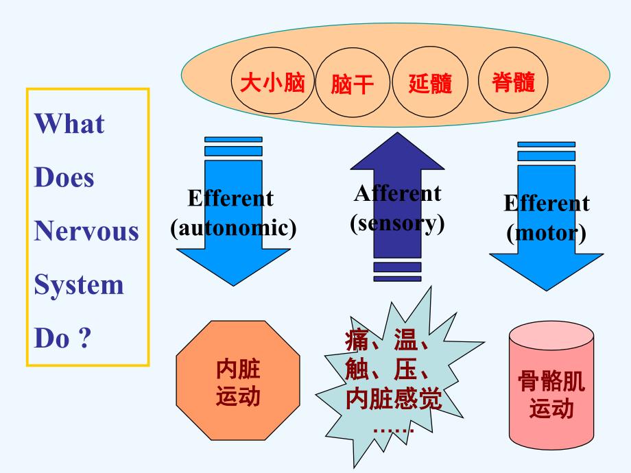 第5章 传出神经系统药理学概论_第2页