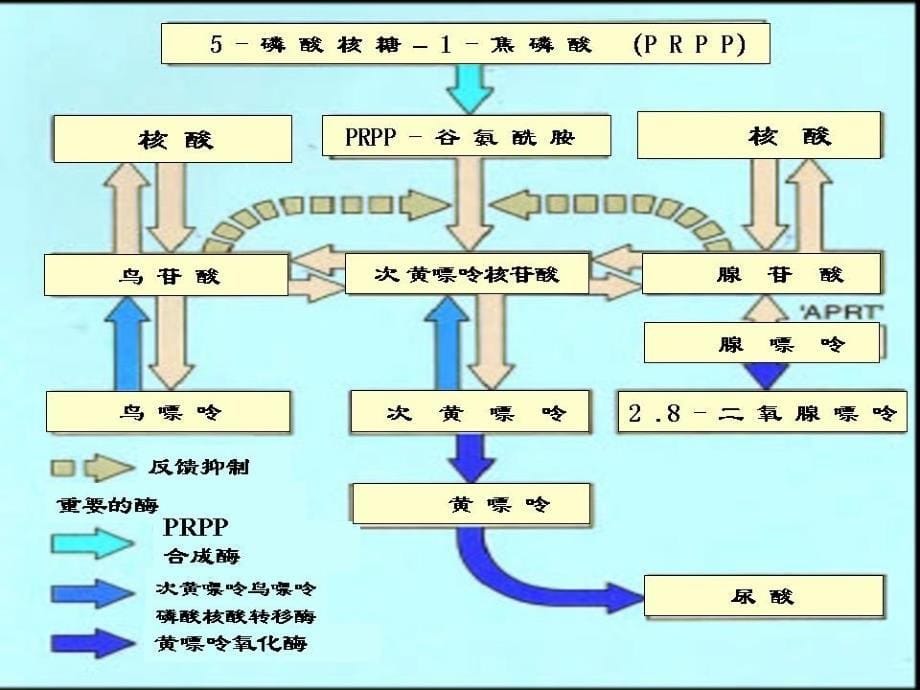 痛风性关节炎.ppt_第5页