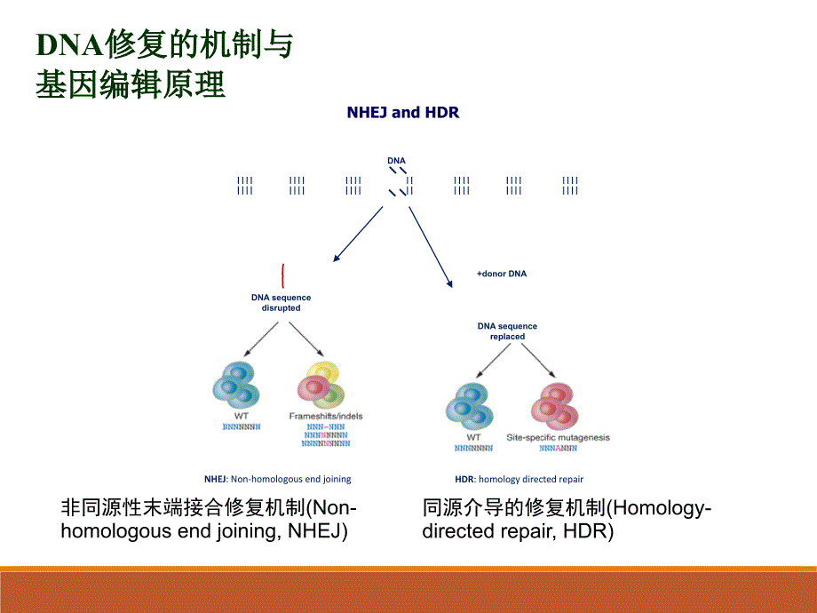 最详细crisprcas9系统原理应用及发展图文_第4页