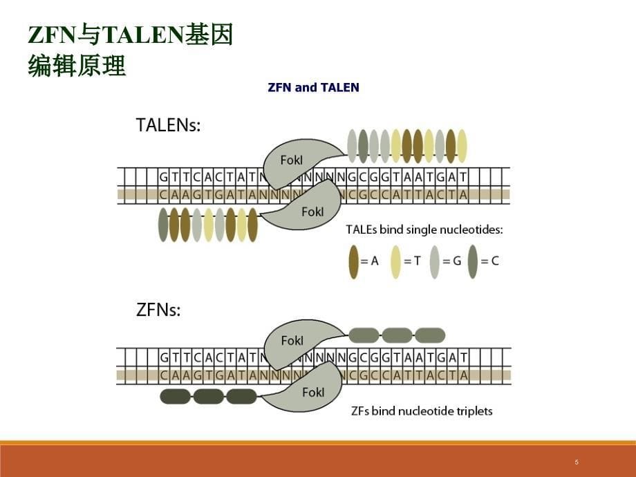 最详细crisprcas9系统原理应用及发展图文_第5页