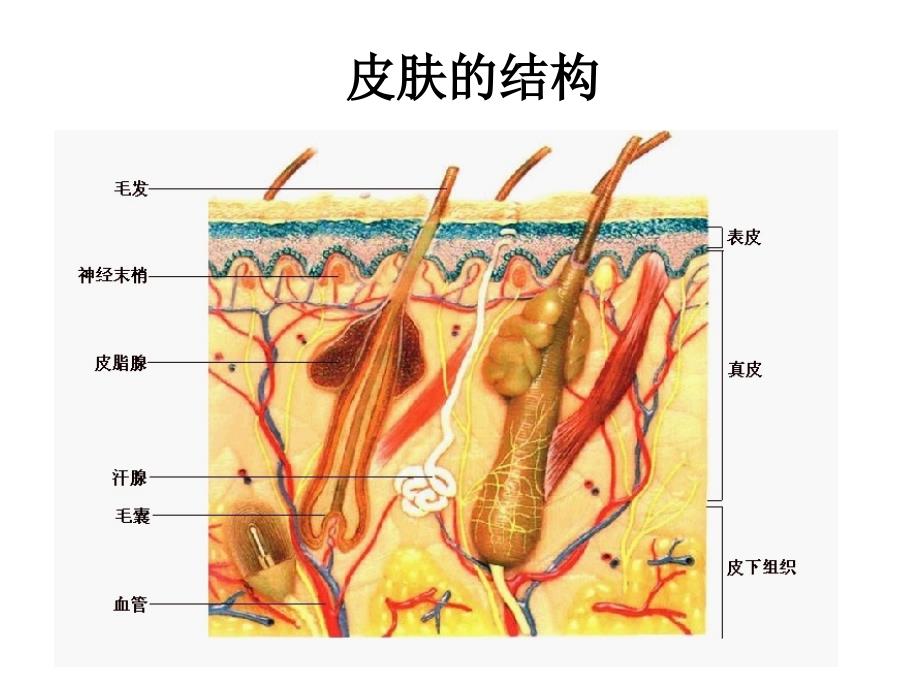 11.3皮肤与汗液分泌_第4页