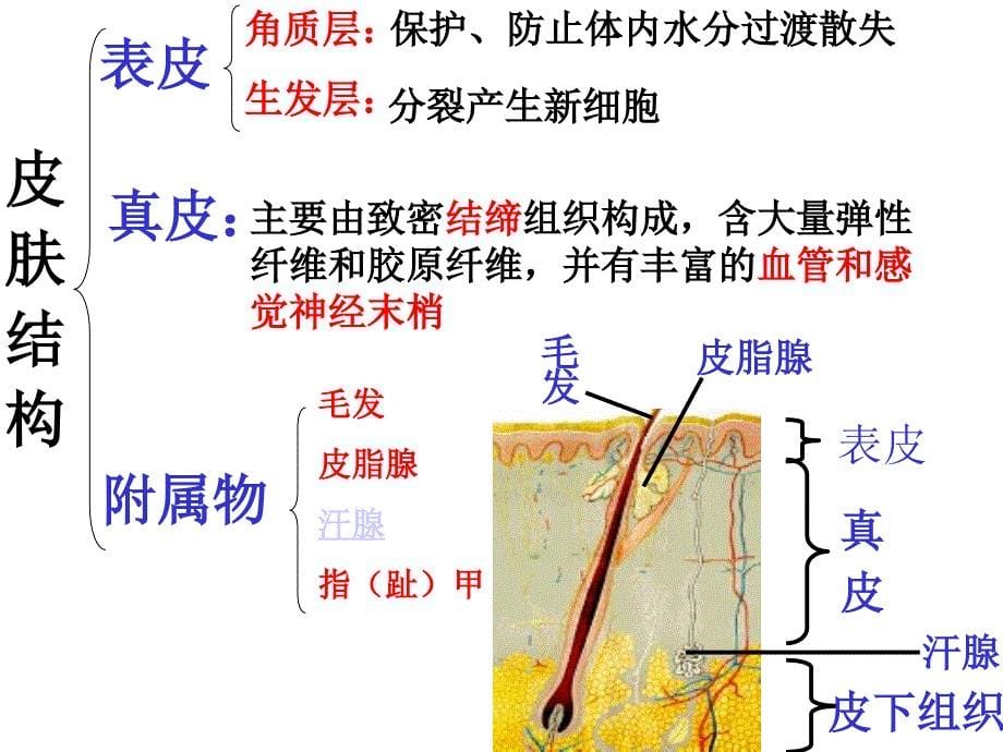 11.3皮肤与汗液分泌_第5页