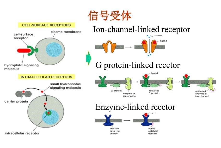 第八章细胞信号转导_第5页