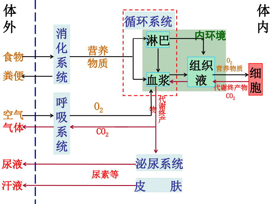 高中生物必修三动物生命活动的调节_第3页