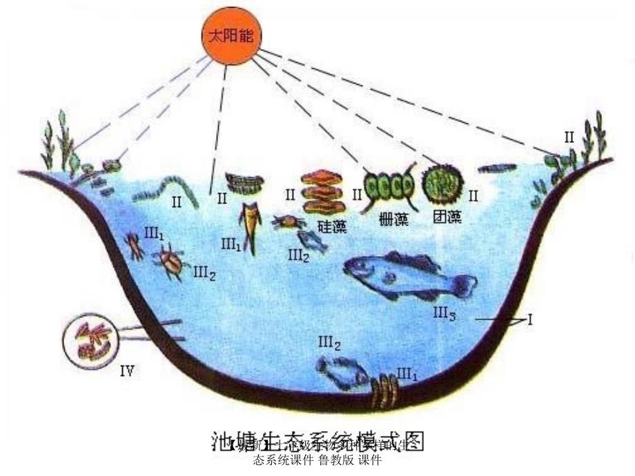 最新七年级生物多种多样的生态系统课件鲁教版课件_第3页