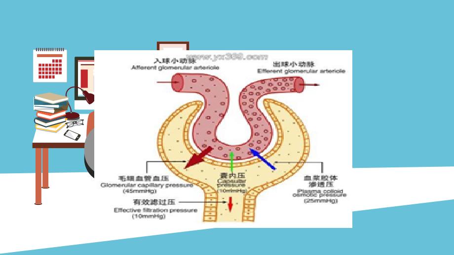 肾病综合征教学查房_第4页