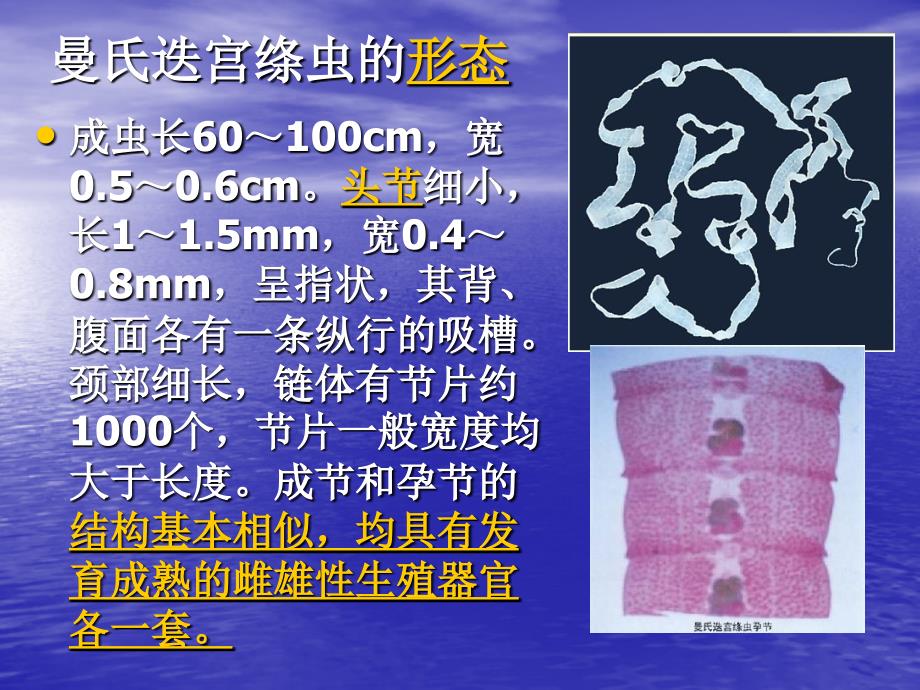 曼氏迭宫绦虫SpirometramansoniJoyeuxetHoudemer1928_第2页