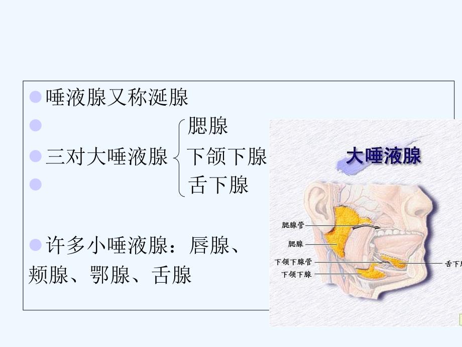 腮腺及面神经解剖及临床ppt课件_第2页