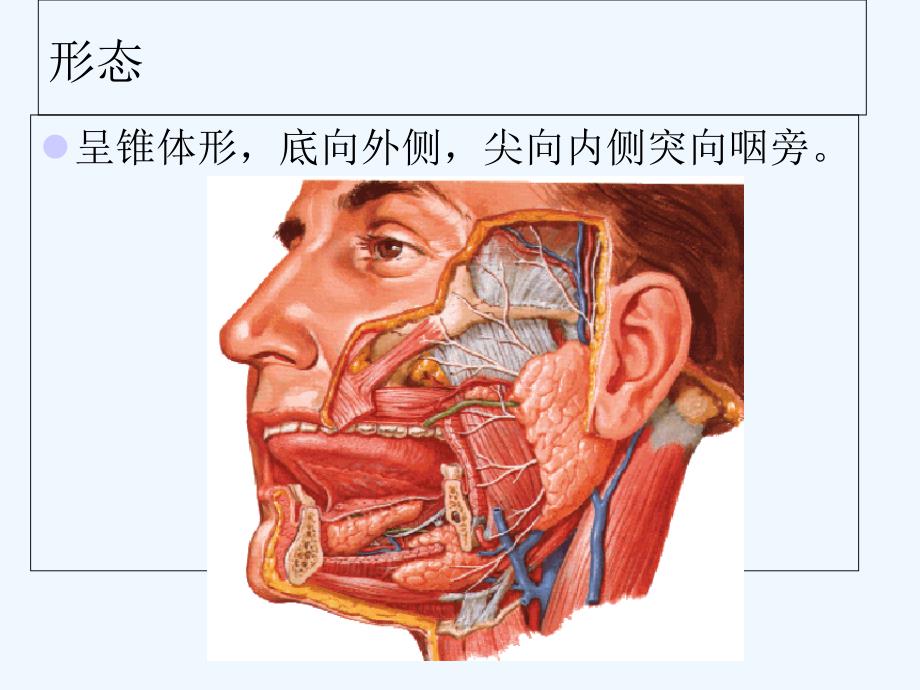 腮腺及面神经解剖及临床ppt课件_第4页