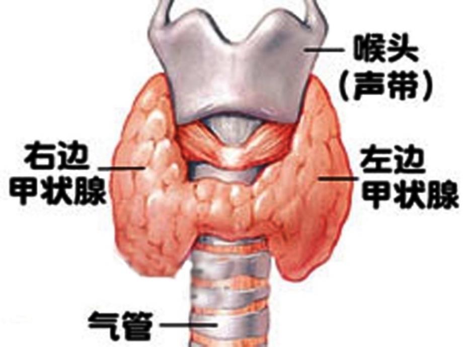 关于甲状腺结节诊治的规范化_第2页