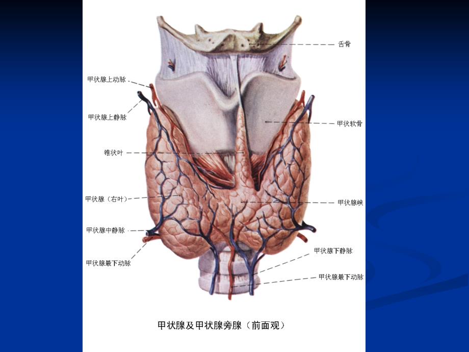 关于甲状腺结节诊治的规范化_第3页