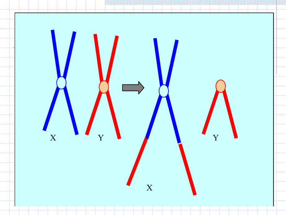 分子遗传学3性别决定与性相关遗传A_第2页