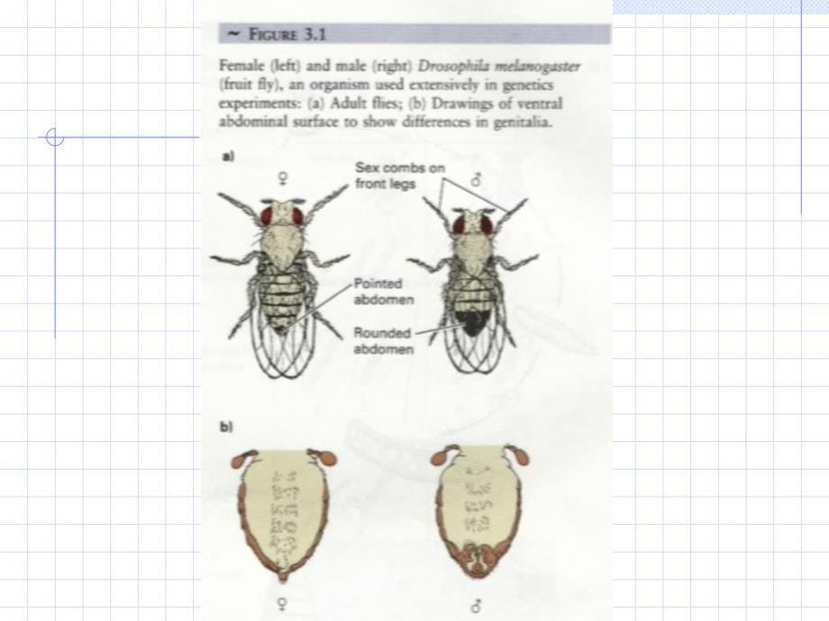 分子遗传学3性别决定与性相关遗传A_第5页