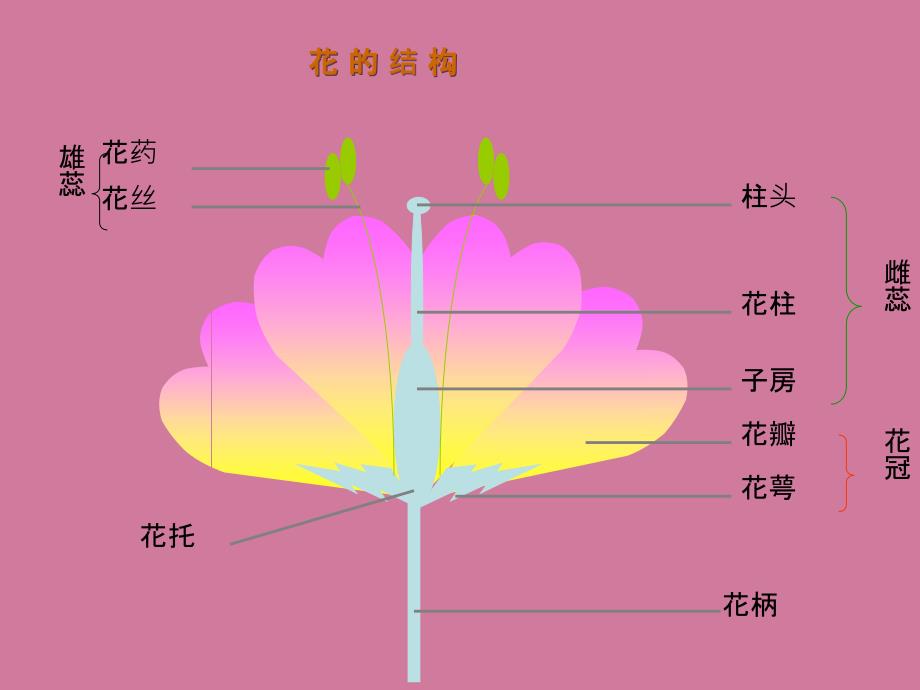 7.1.1植物的生殖ppt课件_第4页