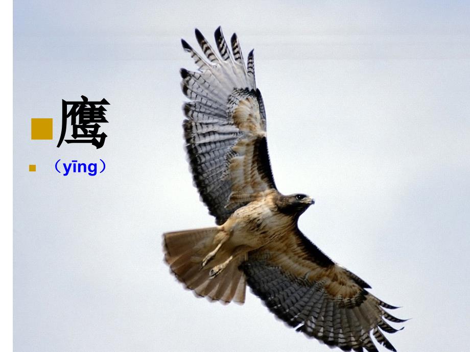 8小鹰学飞.ppt第一二课时_第1页