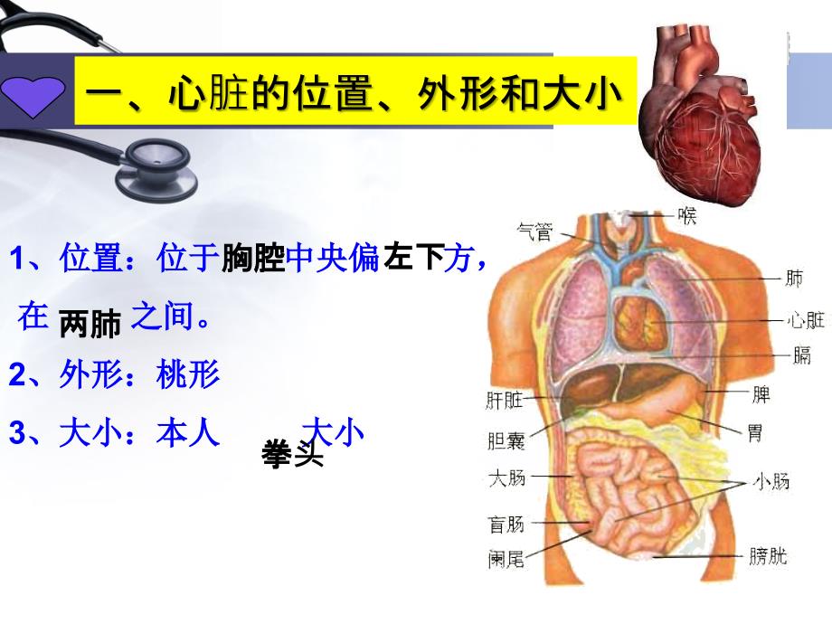 七年级生物下册第四章第三节输送血液的泵心脏ppt课件_第3页