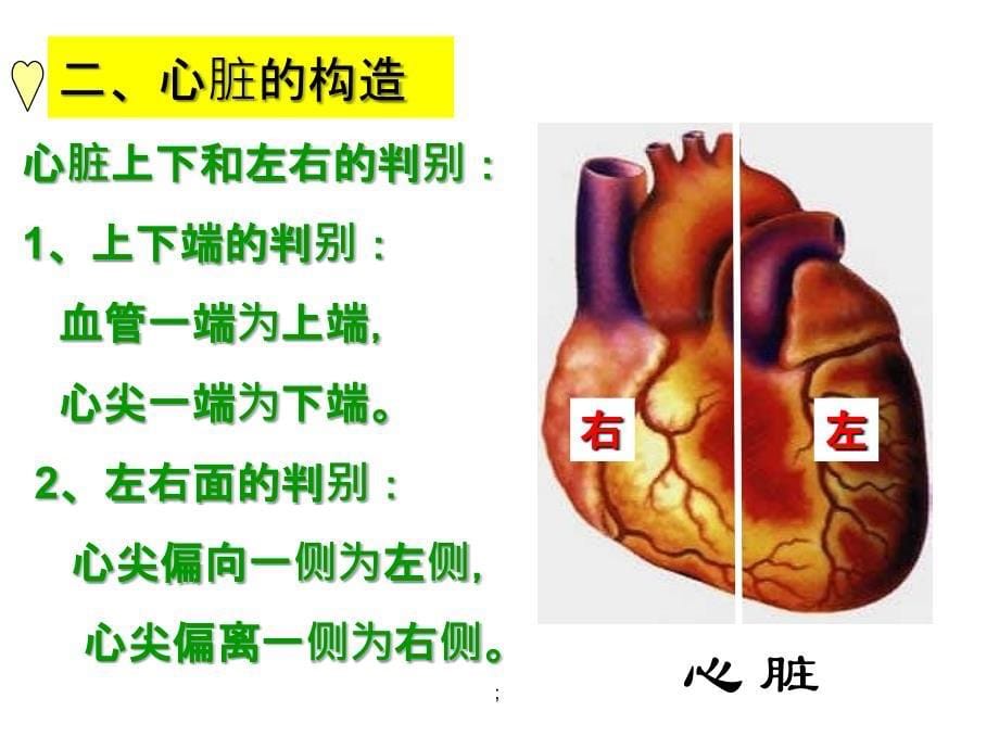 七年级生物下册第四章第三节输送血液的泵心脏ppt课件_第5页