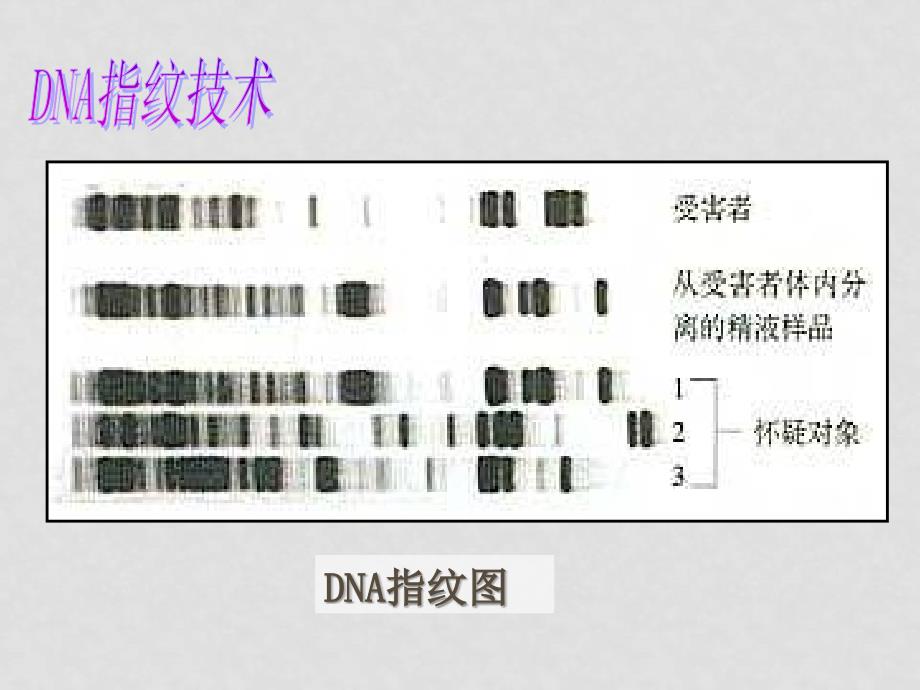 高一生物遗传信息的携带者——核酸课件人教版必修一_第1页