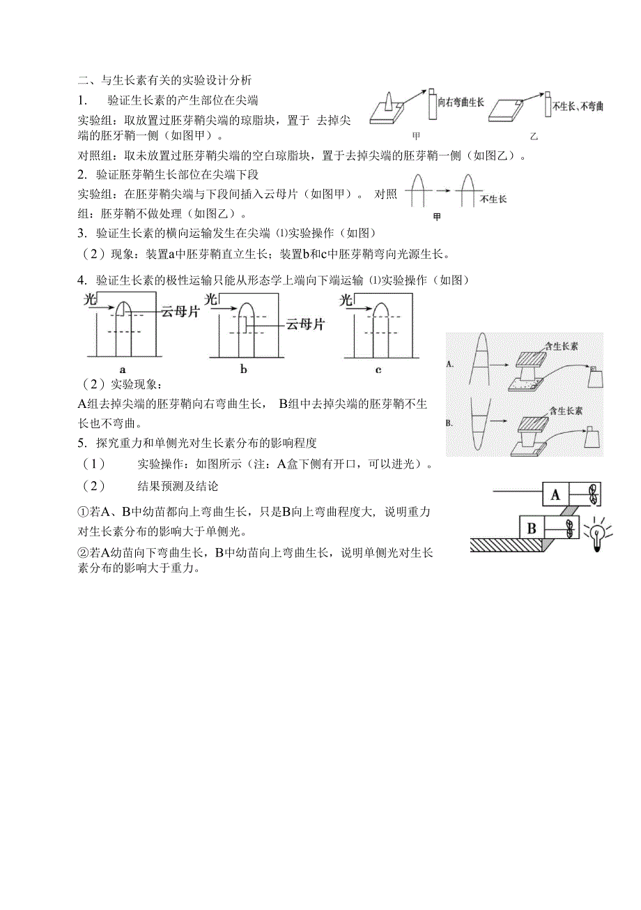 生长素的偏转_第3页