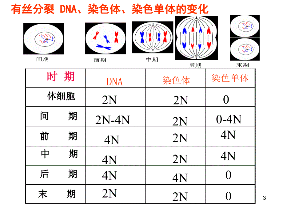 对比有丝分裂减数分裂图解包教包会_第3页