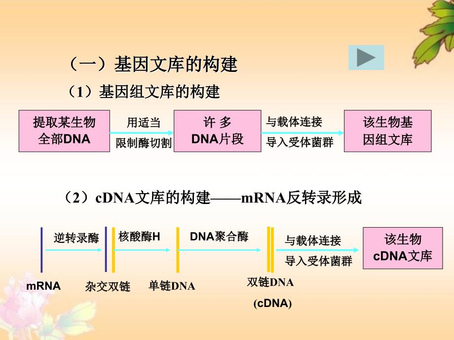 新课标人教版高中生物选修三专题一基因工程的基本操作程序精品课件_第4页